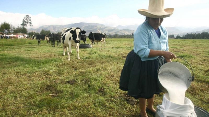 Ganaderos lecheros anuncian protesta contra gobierno por incumplimiento de la norma que obliga el uso de la leche fresca en la elaboración de leche evaporada