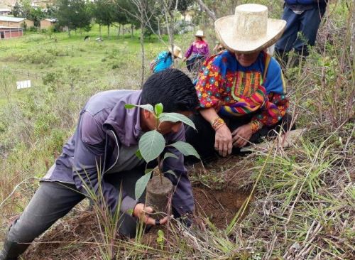 Día del Árbol: las especies emblemáticas del Perú