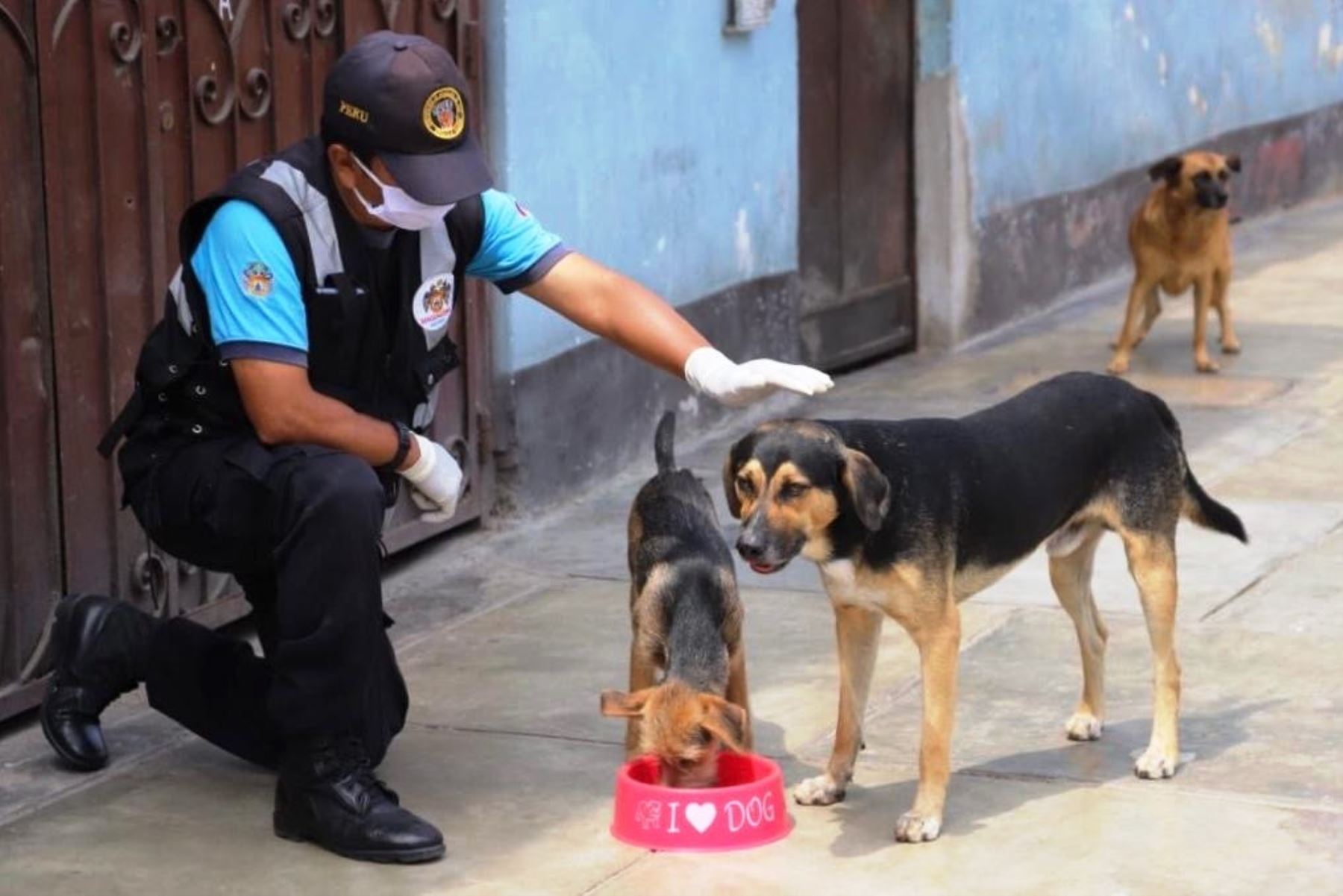 Canes callejeros se convertirán en aliados de serenos para seguridad