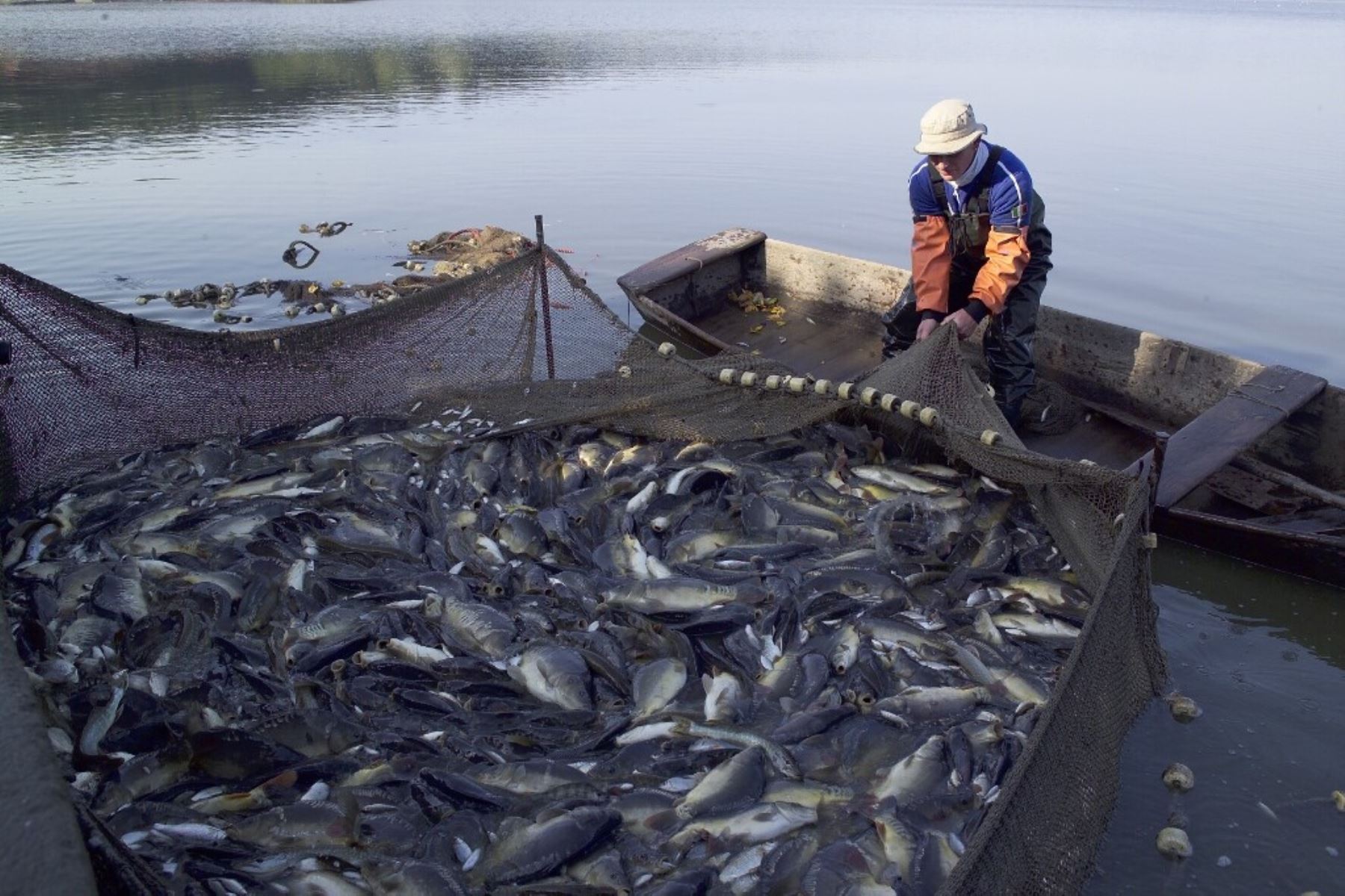 Fenómeno de El Niño impactaría a la pesca hasta el 2024