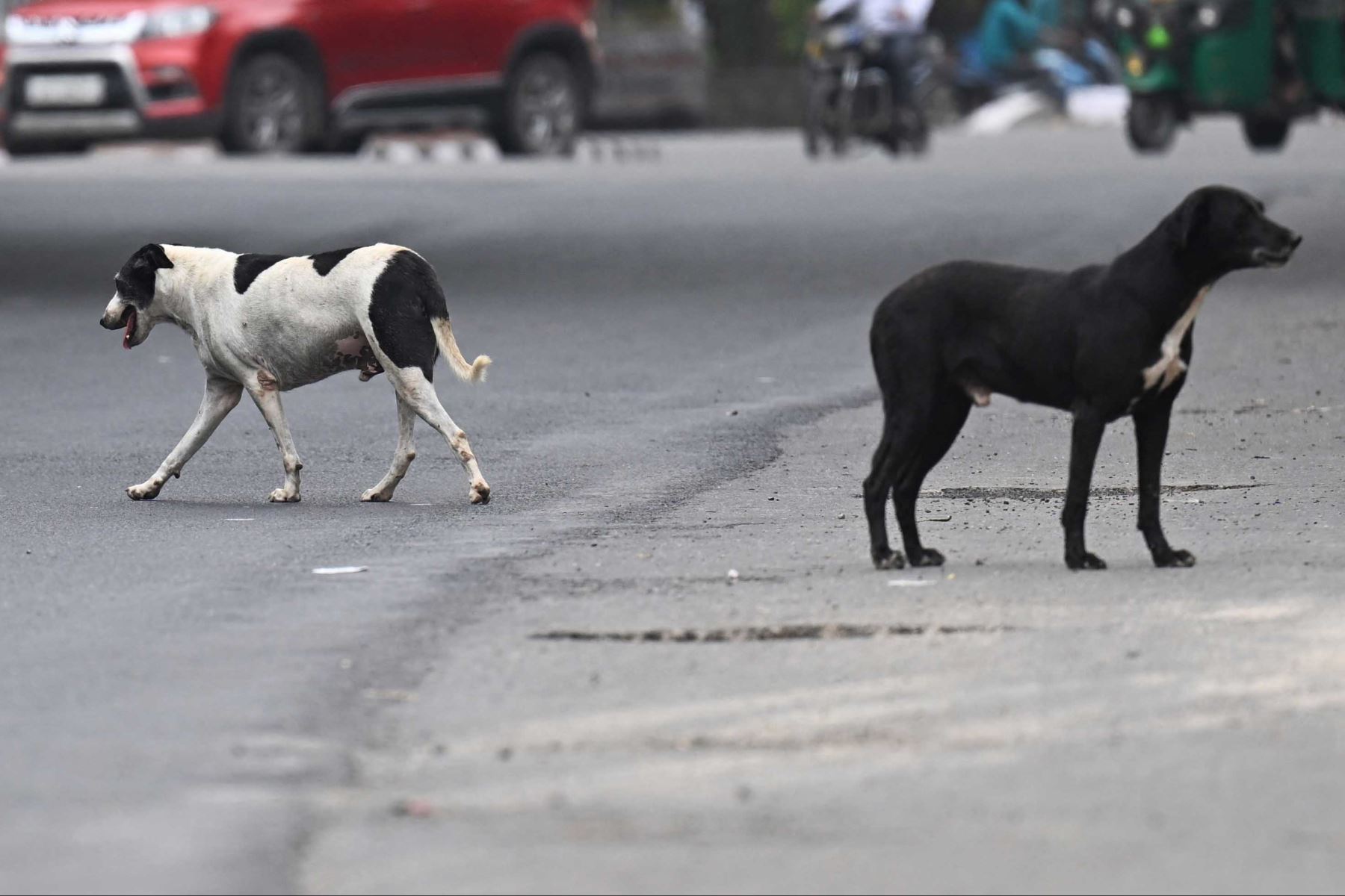 Arequipa es la región con mayor número de casos de rabia canina