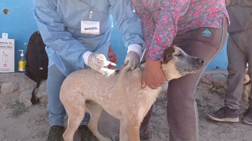 Intensifican vacunación canina para prevenir propagación de la rabia