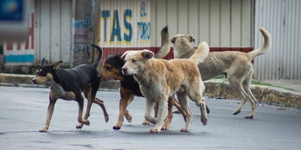 JOSE LUIS BUSTAMANTE Y RIVERO BUSCA ERRADICAR LA RABIA CANINA