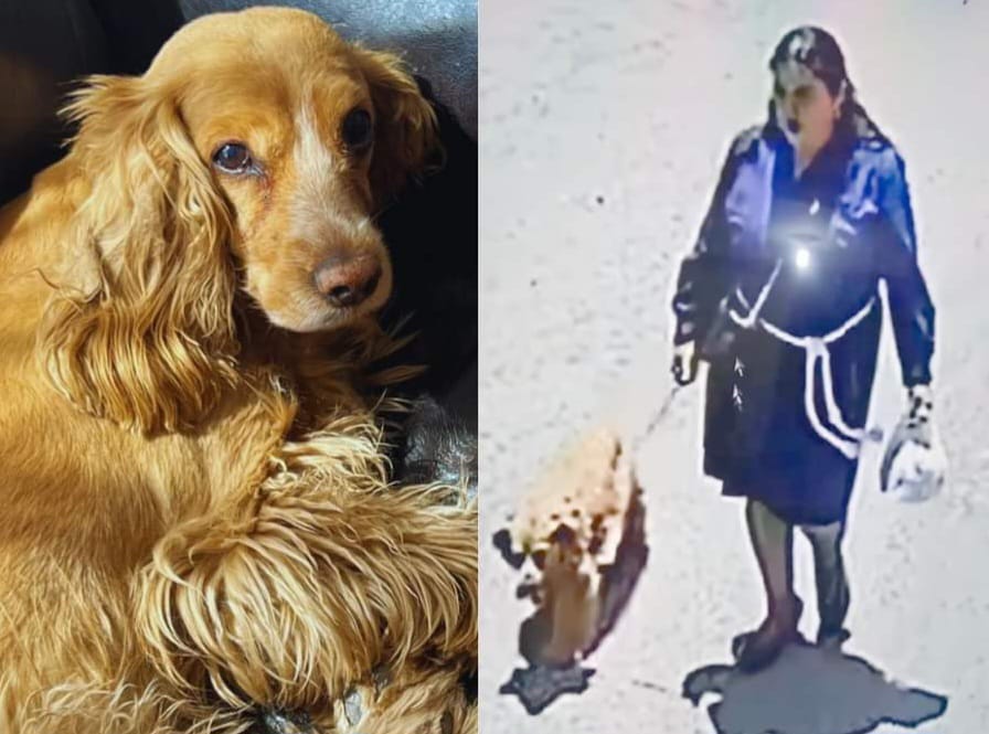 Devota del Señor de los Milagros es acusada de robar a una perrita cerca de la Feria del Altiplano