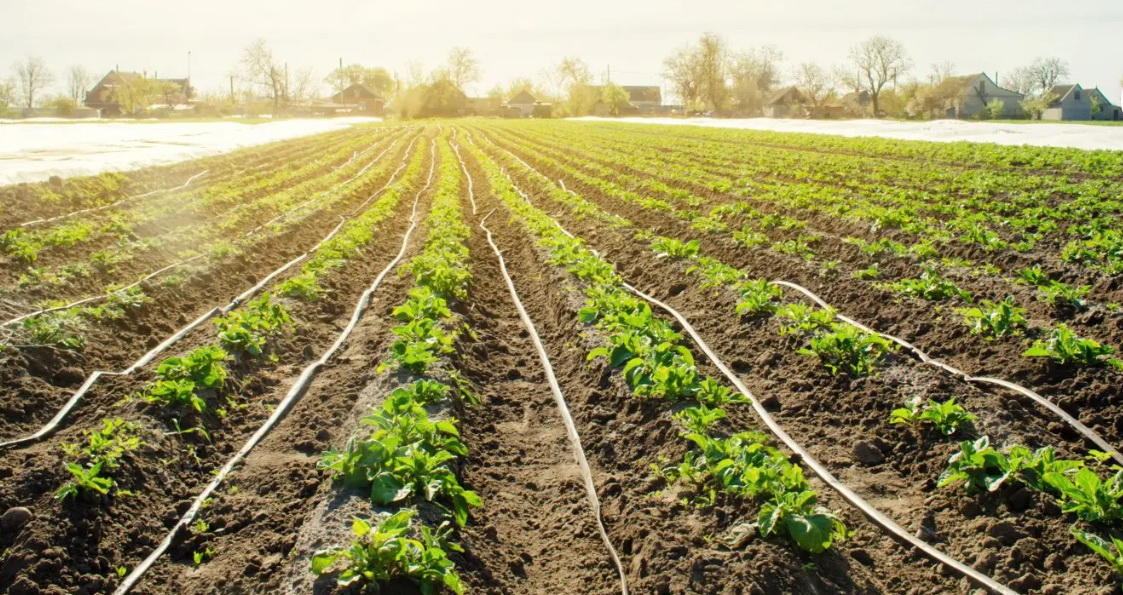 Riego por goteo ahorraría hasta el 80% del recurso hídrico en el agro