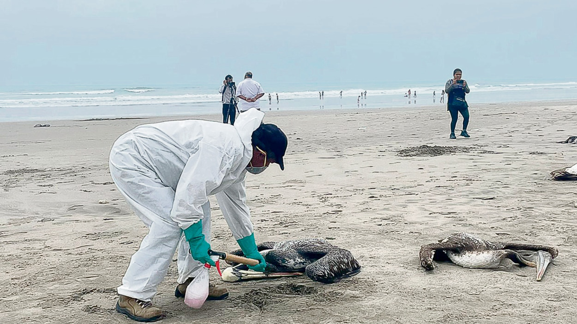 Más de 100,000 aves murieron por influenza aviar en la Costa