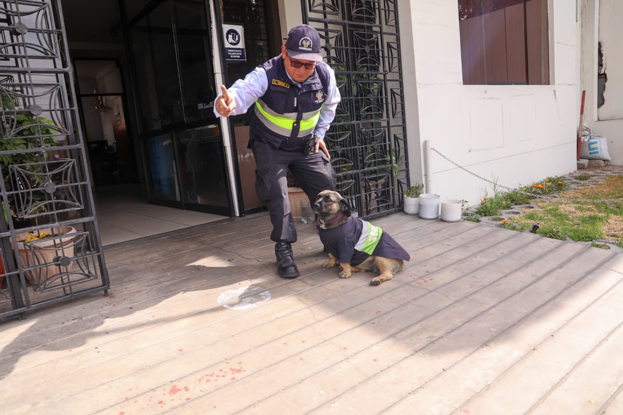 Forman brigadas con canes callejeros para reforzar la Seguridad Ciudadana