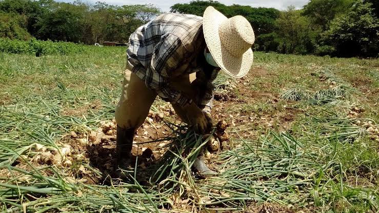 Panorama se avisora negativo para la agricultura en el 2024