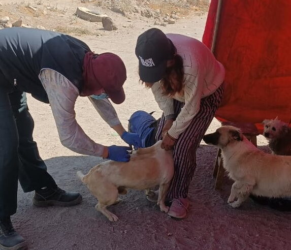 Inmunizan a 67 canes en campaña en La Pascana y relleno sanitario