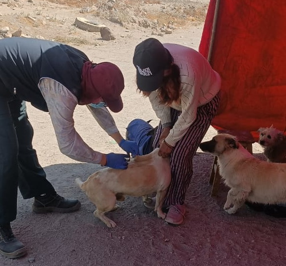 Inmunizan a 67 canes en campaña en La Pascana y relleno sanitario