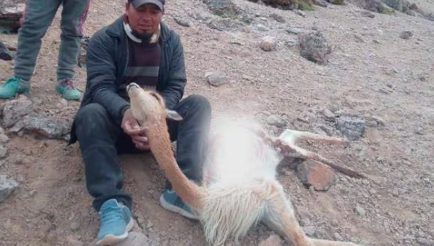 Organización criminal estaría exterminando vicuñas en el sur