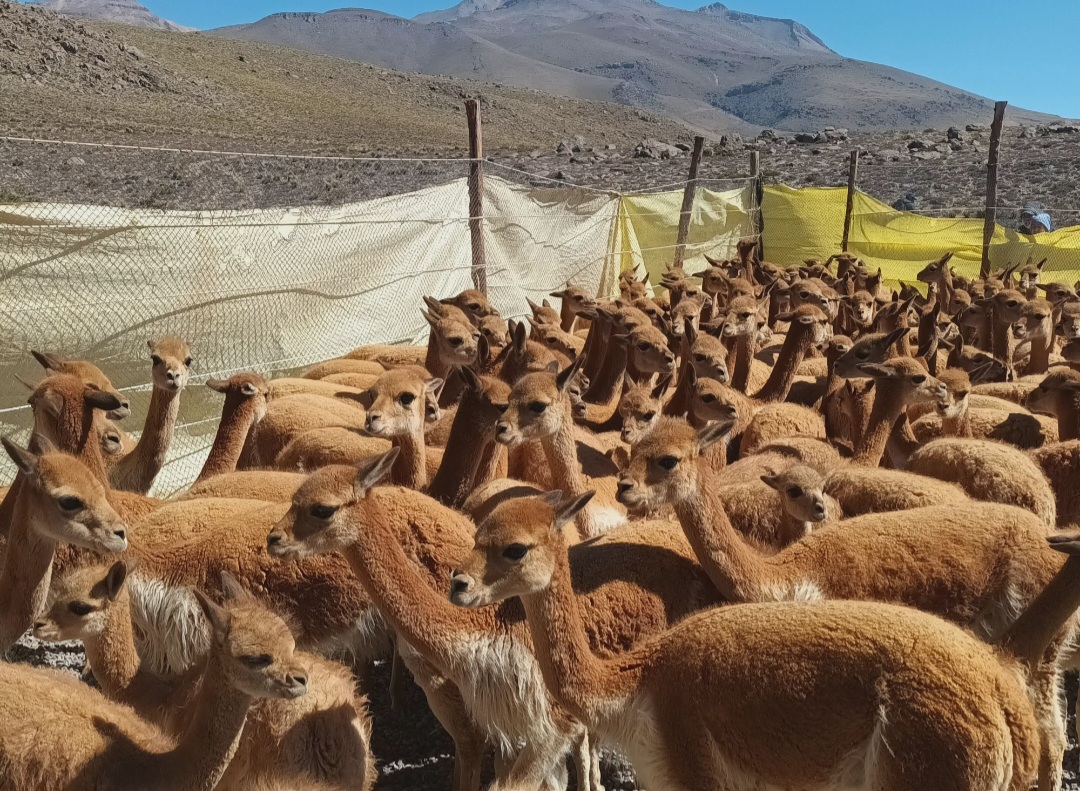 Caza furtiva deja cientos de vicuñas muertas en Arequipa