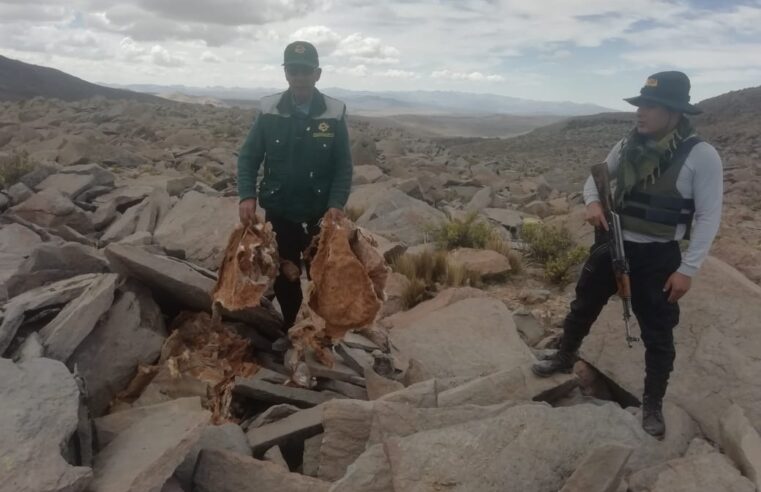 Cazadores furtivos generan la pérdida de 80 vicuñas en Orcopampa