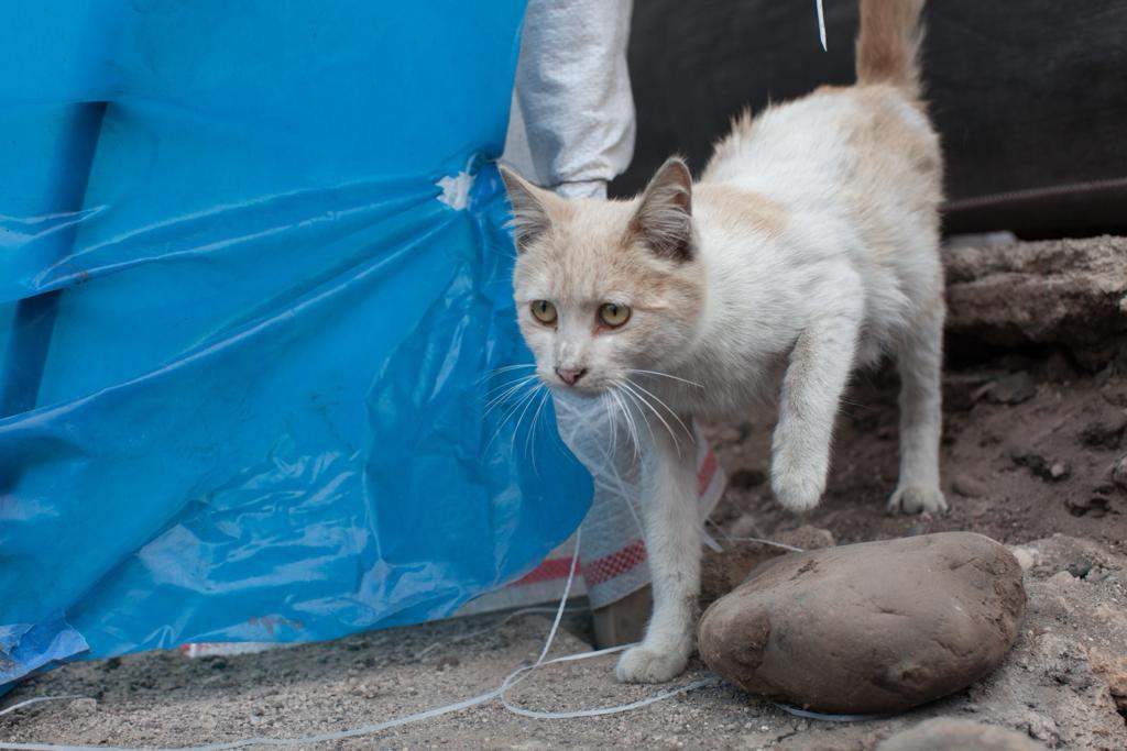 ¿DEJAS QUE TU GATO SALGA SOLO A LA CALLE?