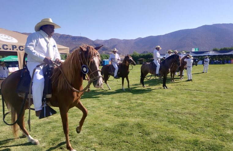 Concurrencia masiva en el concurso regional de caballos de paso