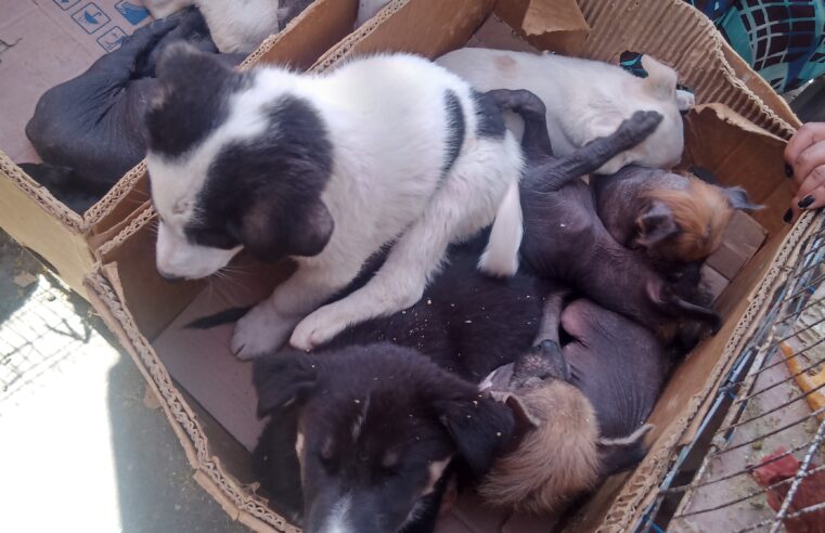 En cajas insalubres y bajo el sol venden animales en el Avelino