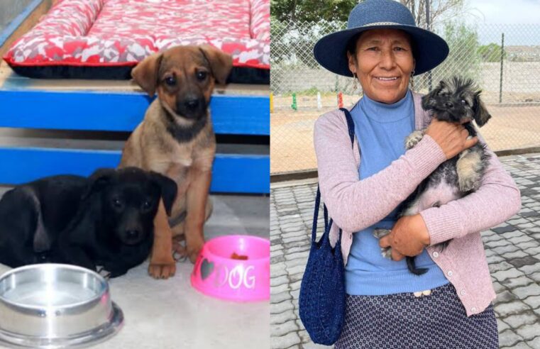 Canil municipal de Tiabaya ha dado en adopción a 15 perritos callejeros