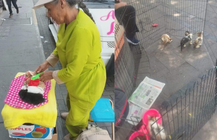 Continúan vendiendo y dando en adopción a animales en el Cercado de Arequipa