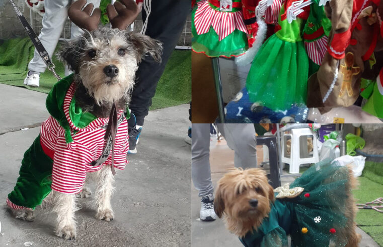 Perritos y gatitos también están en modo navideño