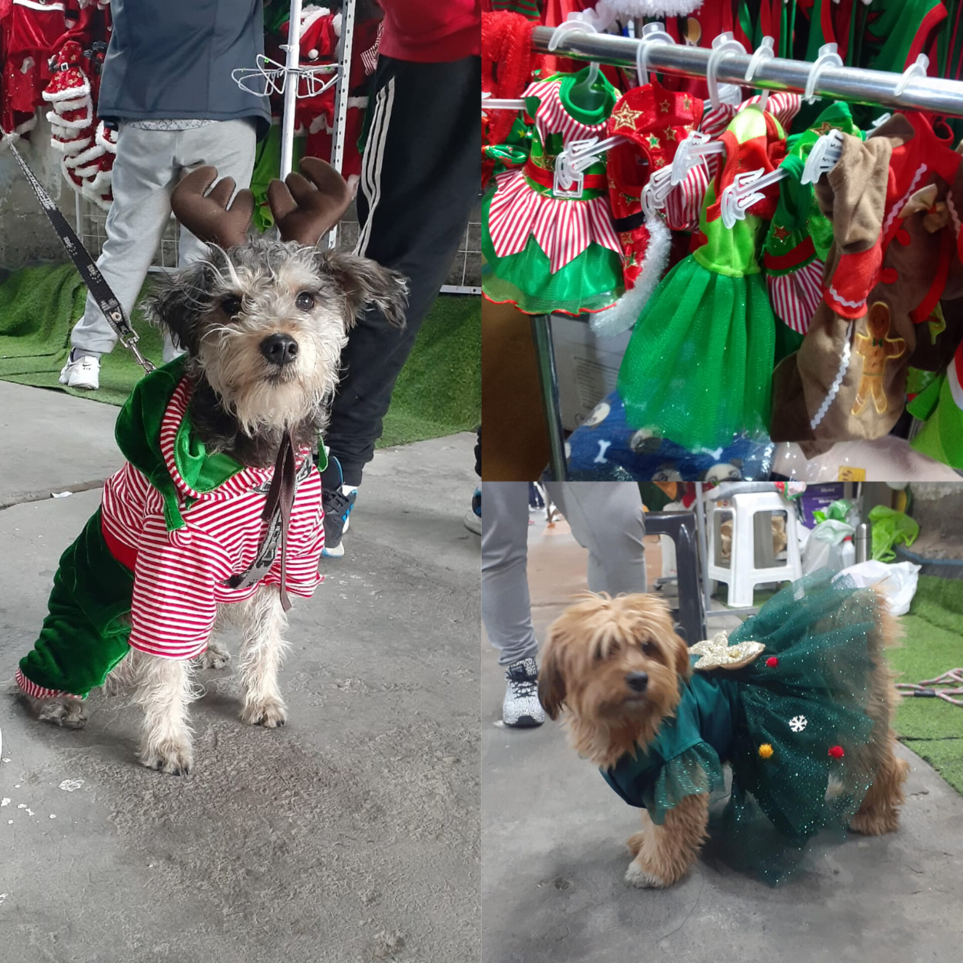 Perritos y gatitos también están en modo navideño