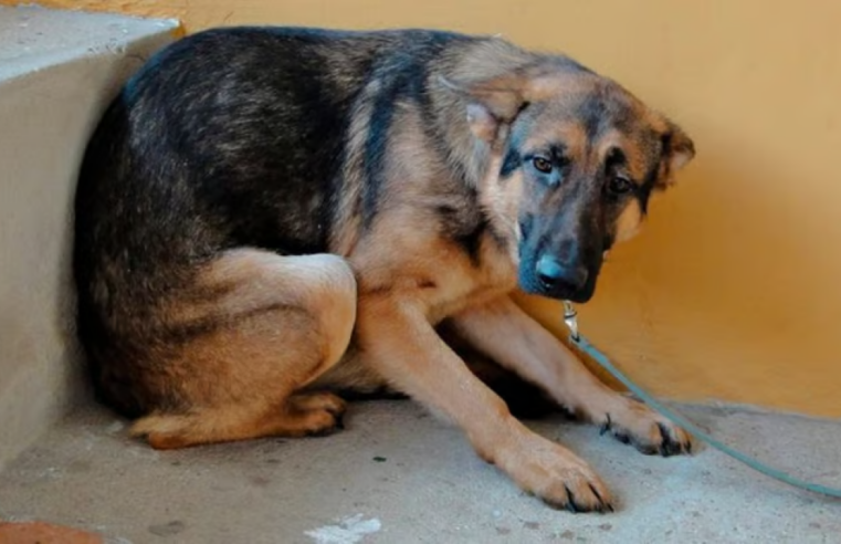 Perros y aves son los más afectados por fuegos pirotécnicos