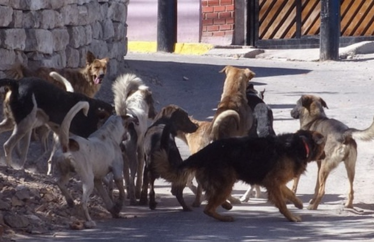 Detectan dos nuevos casos de rabia canina en Arequipa 