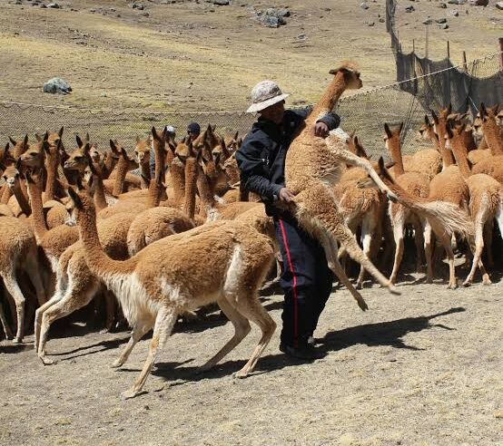 Delincuentes organizados mataron 110 vicuñas este año