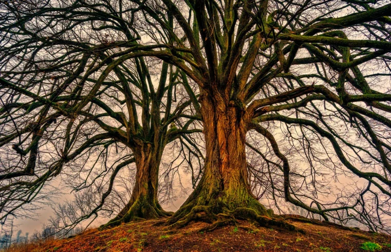 BIOMIMETISMO: EL ARTE DE IMITAR LA NATURALEZA