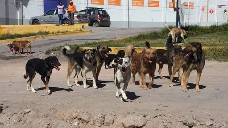 Hoy animalistas eligen a su representante ante la región 