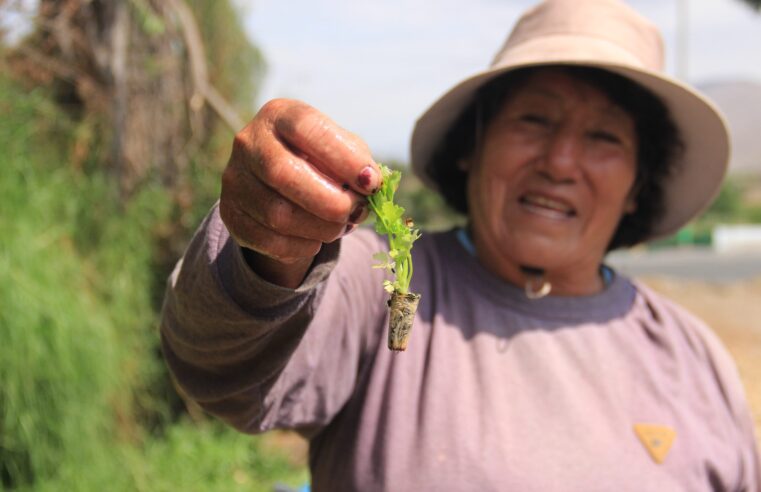 Siembra y cosecha de agricultores en Arequipa