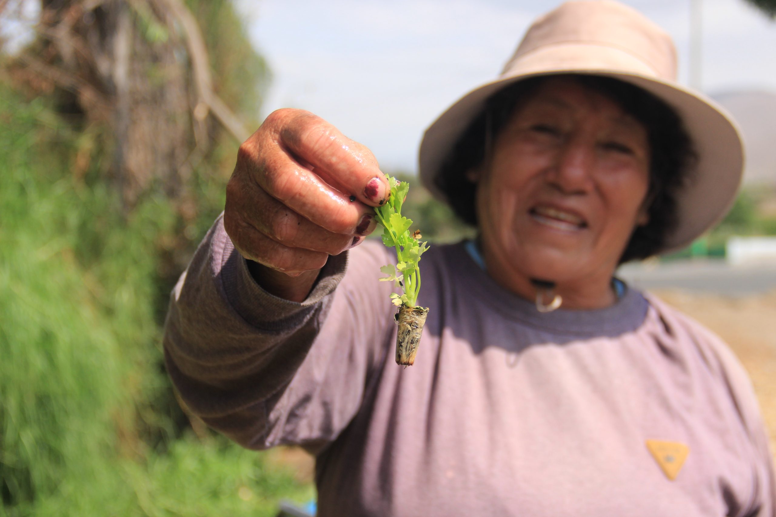 Siembra y cosecha de agricultores en Arequipa