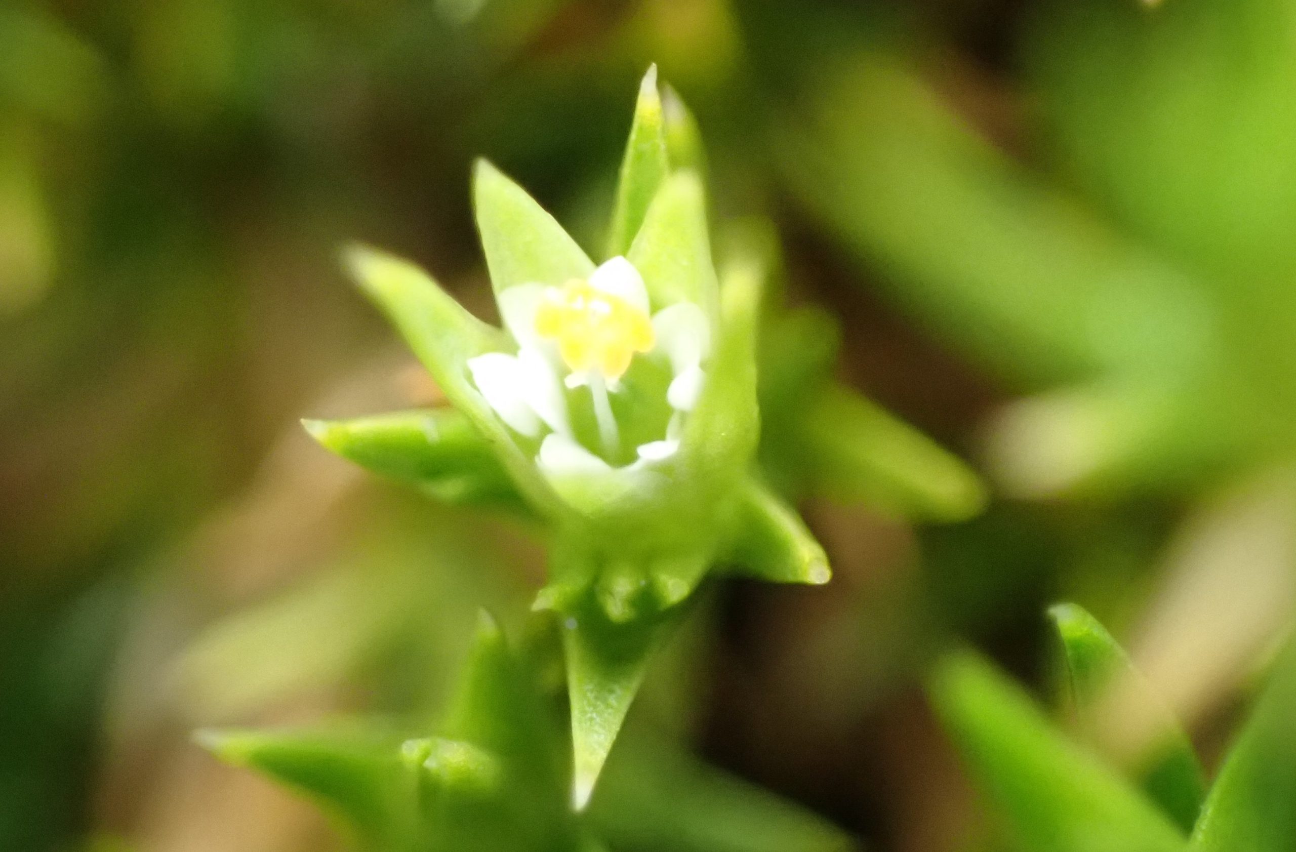 Botánico arequipeño descubre 4 nuevas plantas para el mundo