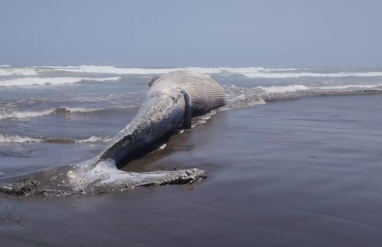 Ballena quedó varada frente a las costas de Camaná