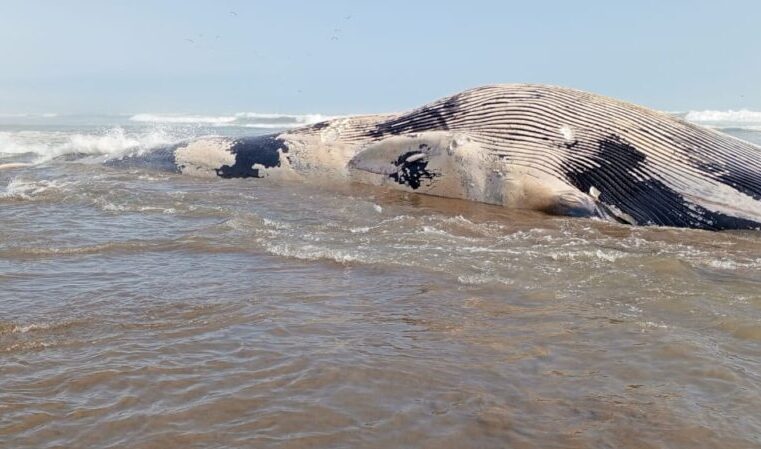 Ballena en playa el Chorro es la atracción de veraneantes