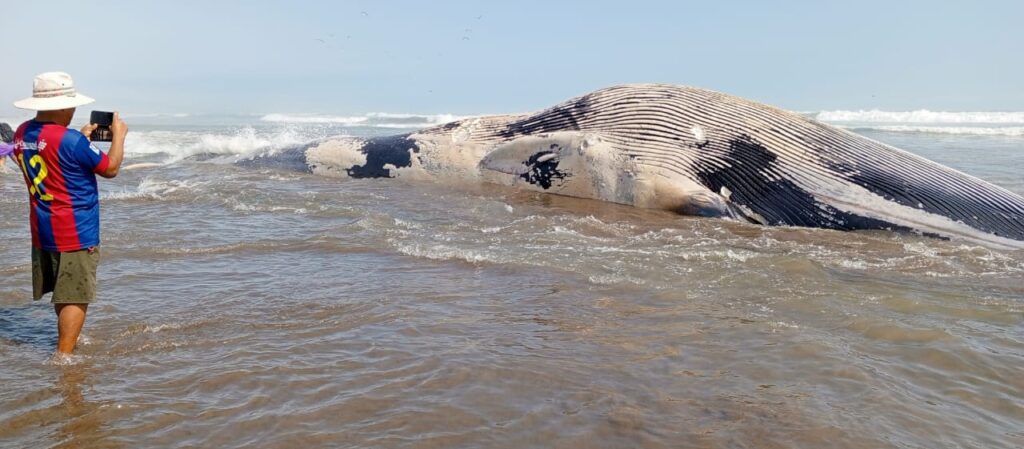 Ballena en playa el Chorro es la atracción de veraneantes