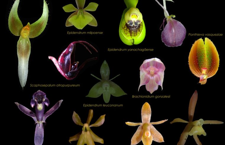 Científicos hallan nueva y sorprendente orquídea