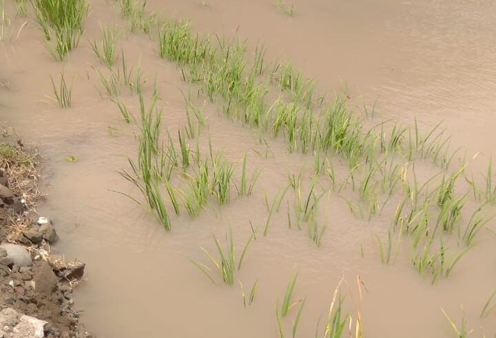 Alrededor de 3 mil toneladas de arroz se perdieron por desborde del río Ocoña