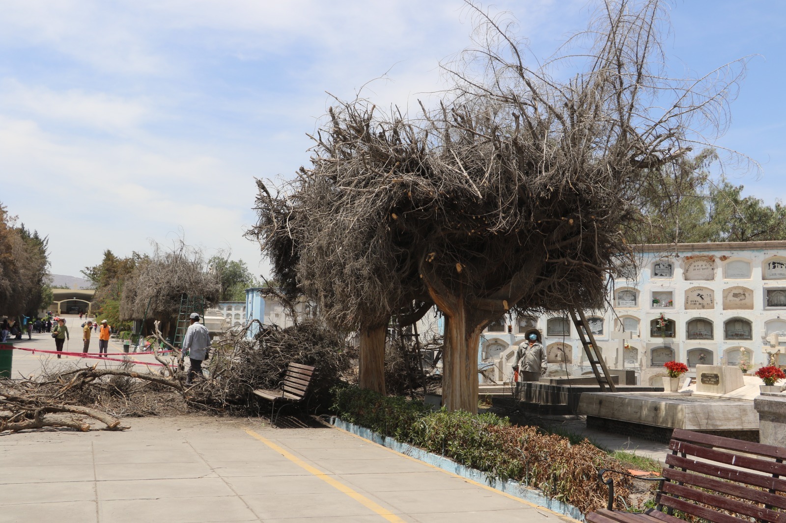 Realizan trabajos de reforestación en cementerio La Apacheta