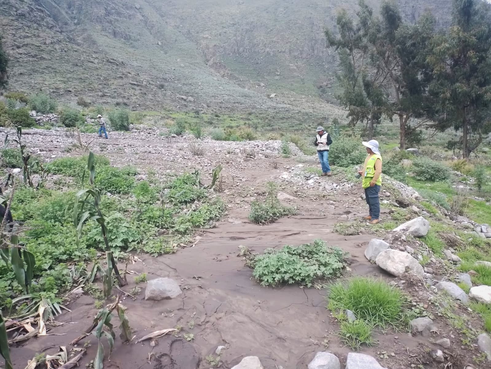 Agricultores de Camaná y Caylloma acceden al seguro catastrófico