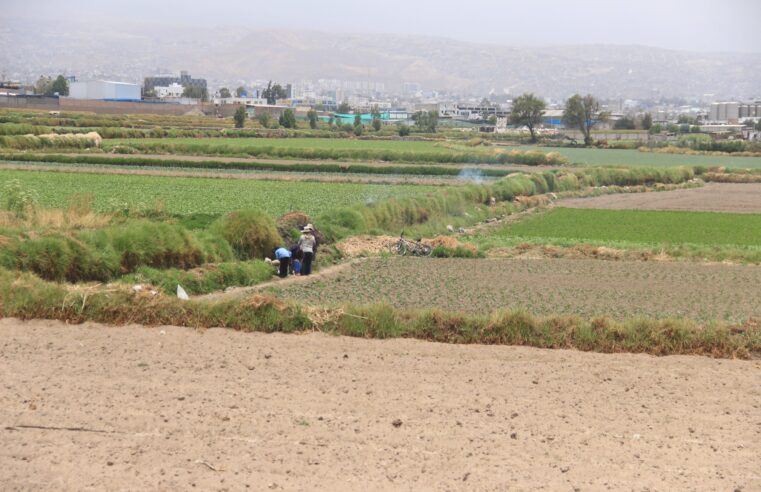 Agro espera incremento de lluvias para asegurar campaña del 2025