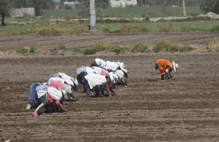 Altas temperaturas afectan con plagas cultivos de la región