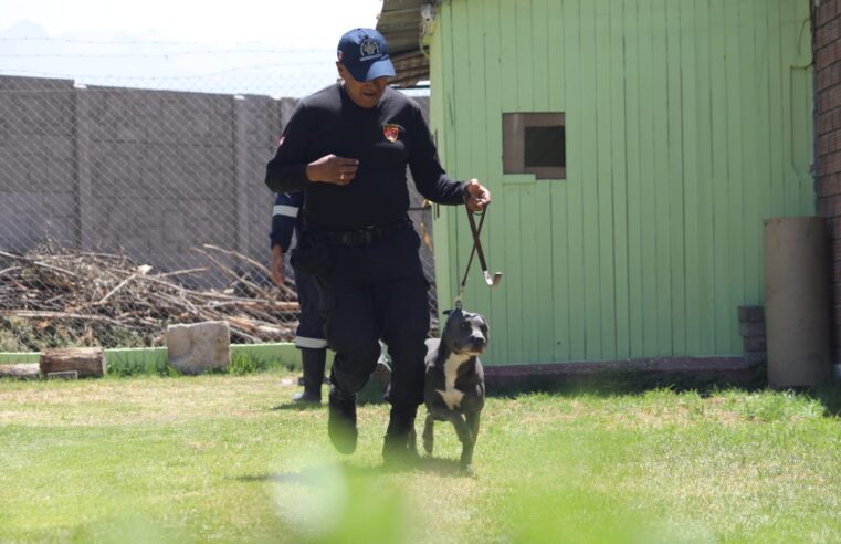 Brigada canina de la MPA operará desde abril