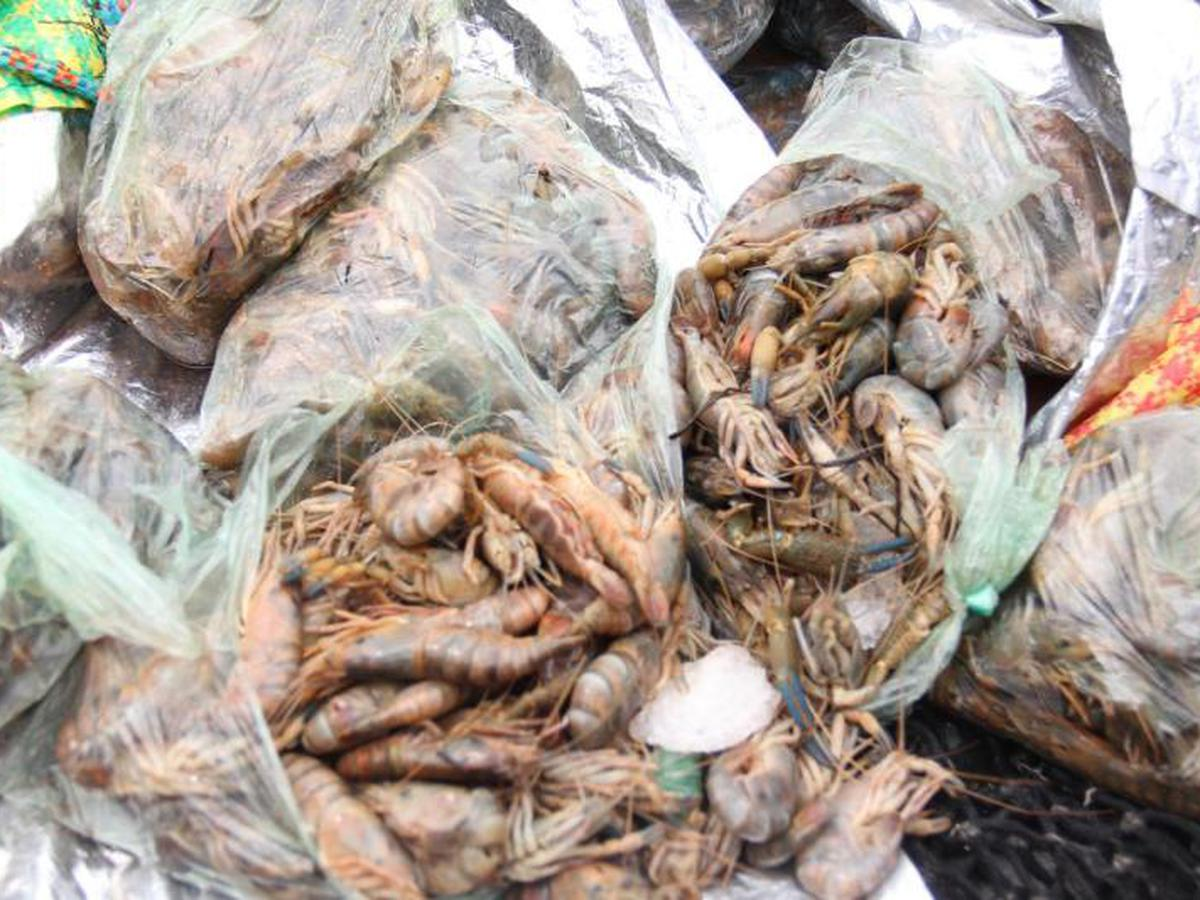 Decomisan más de 150 kilos de camarón que se comercializarían 