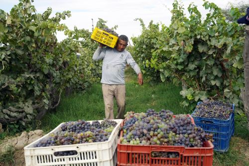 Lee más sobre el artículo Productores adelantan un mes la cosecha de uva