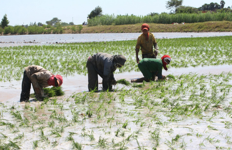 Huaicos e inundaciones afectaron cultivos de arroz, cebolla y maíz