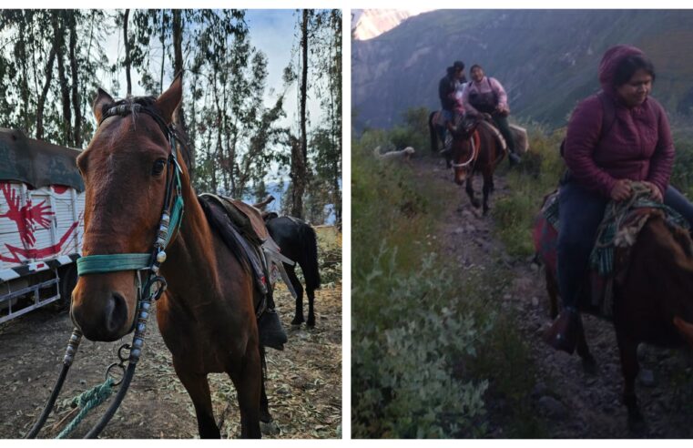 Arequipa: niños y adultos se trasladan en caballos a falta de vías