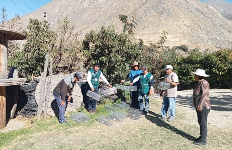 Senasa intensifica acciones para prevenir plaga de roedores