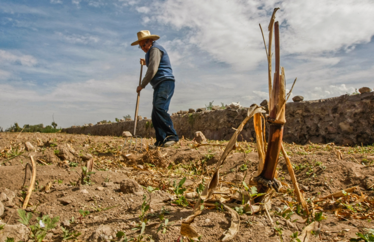 En riesgo más del 60% de cultivos en Caravelí por desborde de río