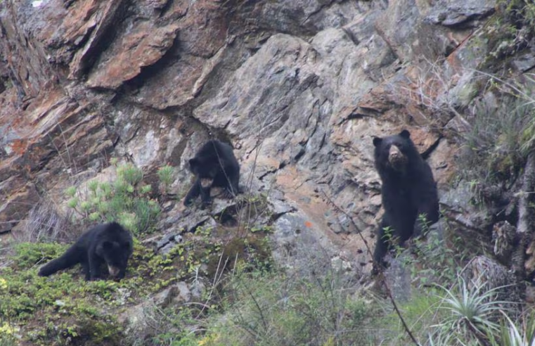 Osos de anteojos fueron captados cerca al Camino Inca