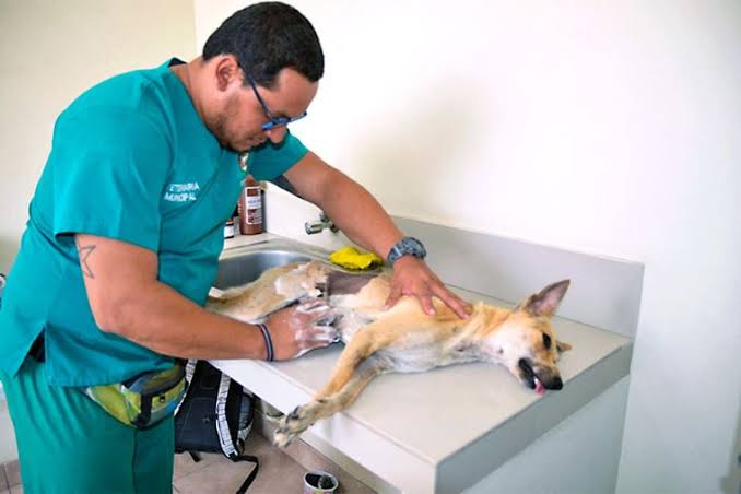 El 41% de las veterinarias son informales en Arequipa